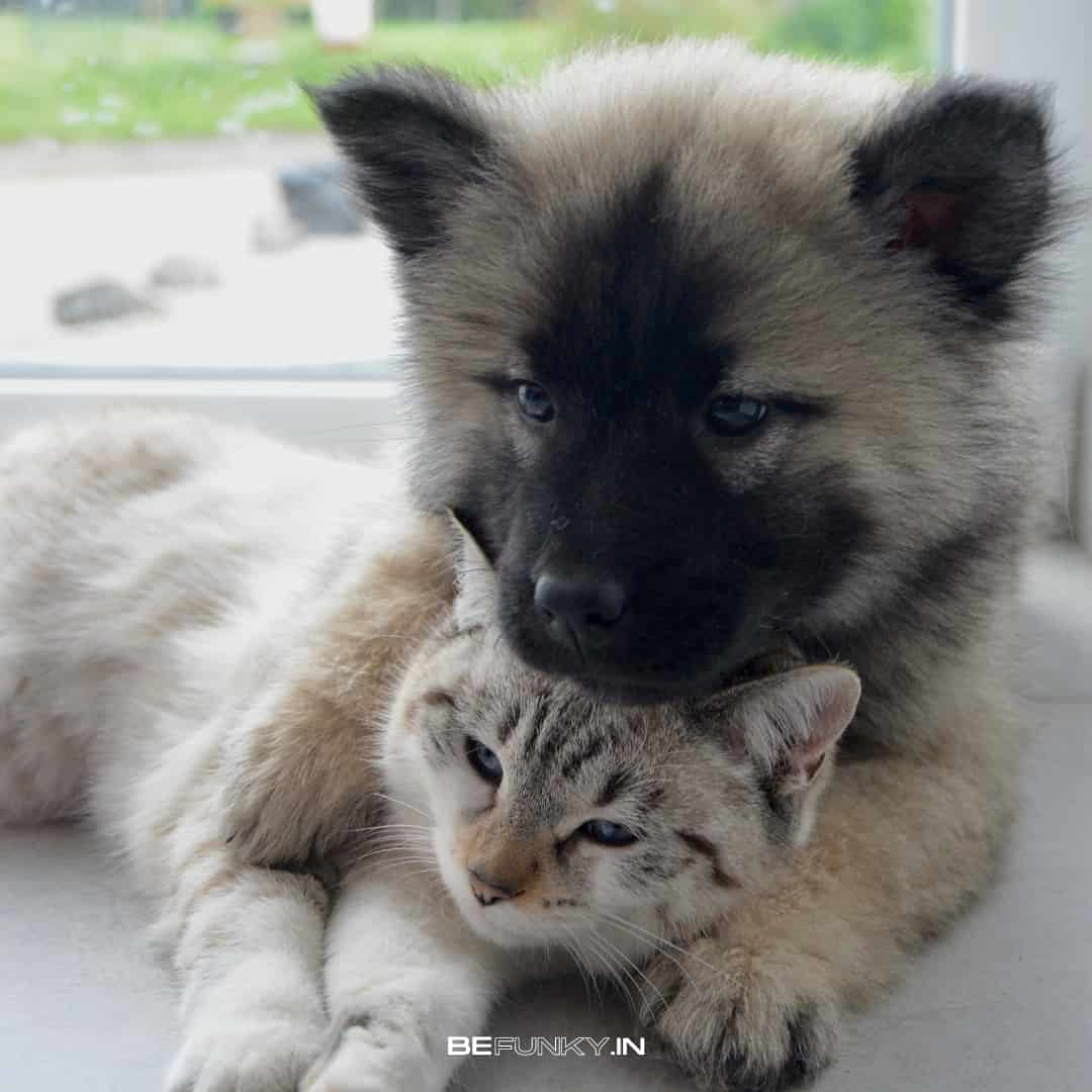 puppy hug cat image