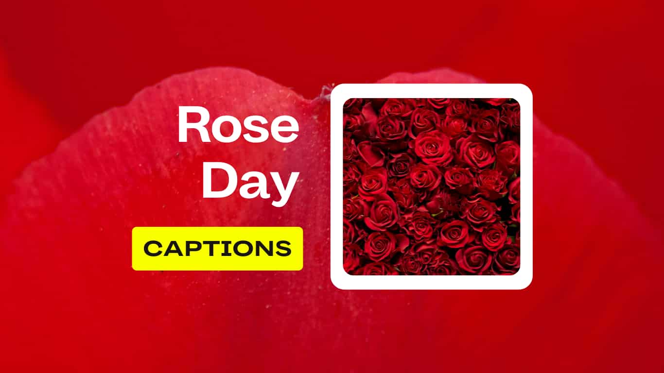 Happy Rose Day 2022: 69+ Best Rose Day Quotes, Wishes